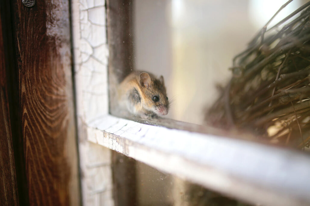 How to Get Rid of Mice in Your Garage