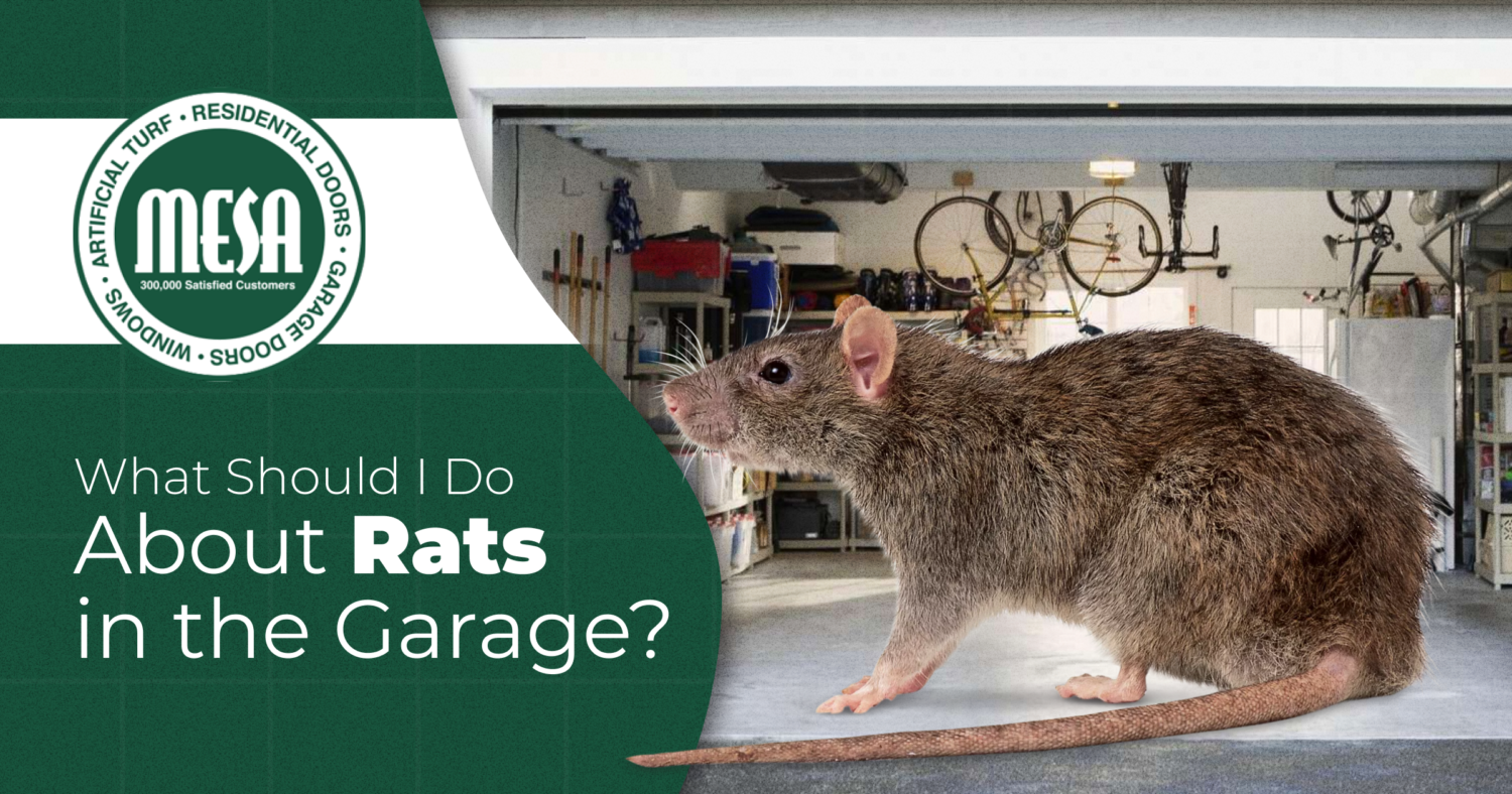 What Should I Do About Rats in the Garage? Mesa Garage Doors